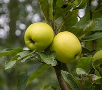 Malus Sieversii - Kaz12